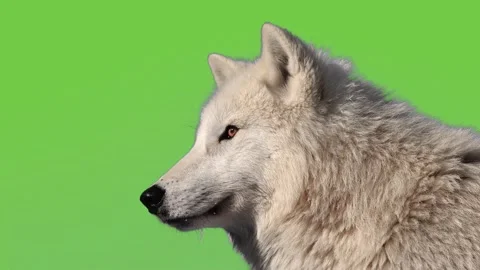 The polar wolf is looking forward on a green screen. Stock Footage