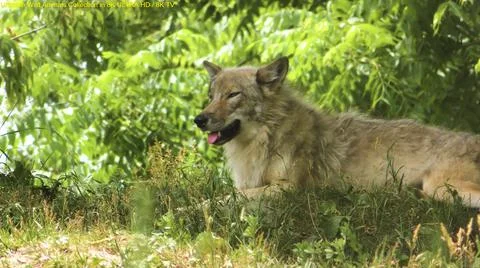 The Polar Wolf Stock Photos