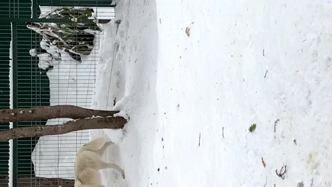 Polar wolf walks in open enclosure Russia Penza Zoo. vertical video Stock Footage 170058074