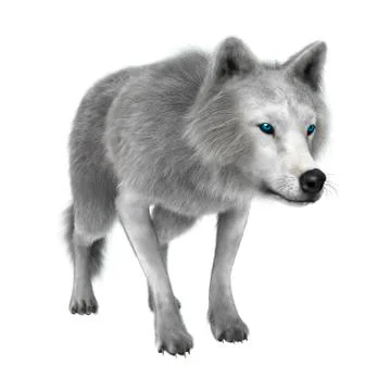 Polar Wolf on White Illustrazione stock