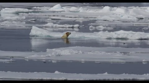 PolarBear A011 C021 0717NG Stock Footage 41922052