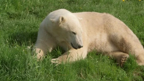 Polarbear in grass Stock-Footage 104149449