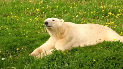 Polarbear in the grass yawning Stock-Footage 104149425