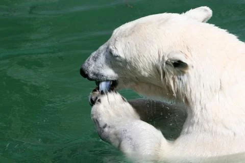 Polarbear Foto stock