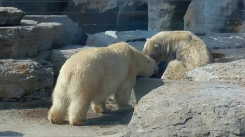 Polarbears Stock Footage 509329