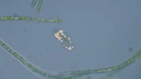 Polarized paramecium Stock-Footage 323275570