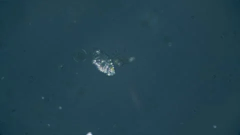 Polarized paramecium Video stock 323276960