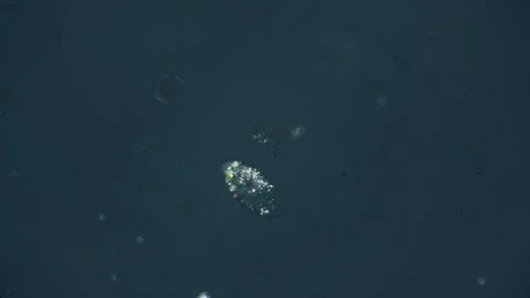 Polarized paramecium Video stock 323342150