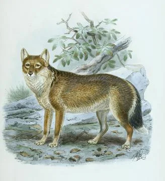 Polarwolf Weisswolf oder Arktischer Wolf Arctic wolf Canis lupus arctos Stock-Illustration