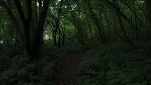 Polcenigo woods Stock Footage 130897717