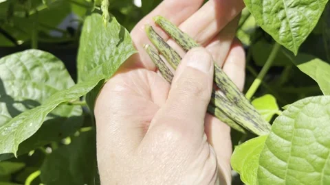 Pole bean harvest Stock Footage 289902669