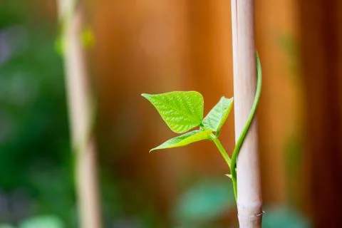 Pole Bean Leaves Foto stock