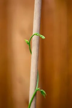 Pole Bean Vine Stock Photos