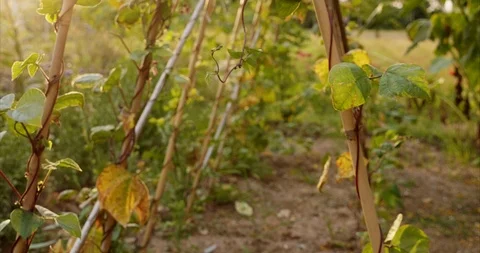 Pole beans Stock Footage 113698547