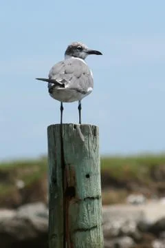 Pole Dancer Stock Photos