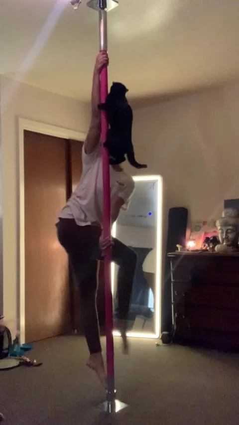 Pole Dancing Cat Steals the Show, New Jersey, USA - 27 Sep 2025 스톡 동영상 318481853