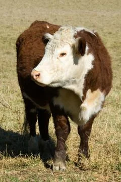 Pole hereford Stock Photos