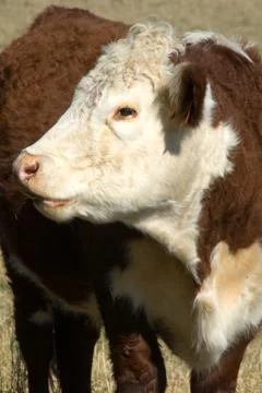 Pole hereford Stock Photos