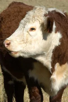 Pole Hereford Stock Photos