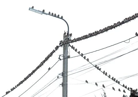 A pole with a light on top and a bunch of birds on it Stock Photos