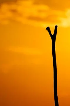 Pole of a Poler Stock Photos