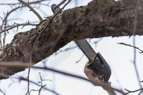 Pole saw cutting tree branch Stock Photos