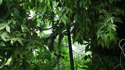 Pole Saw Reaching Up and Cutting Tree Branches - Tight Shot 動画素材 45360097
