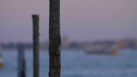 Pole in the sea in venice Stock Footage 161084183