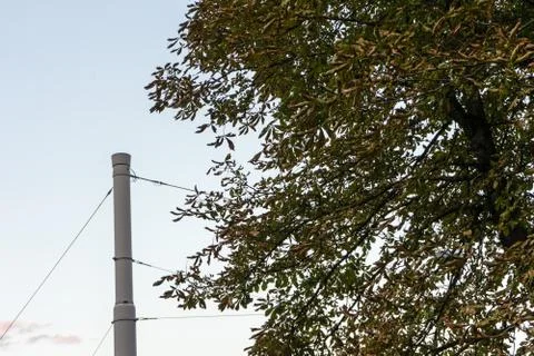 Pole with tree at sunset blue hour urban city Stock Photos