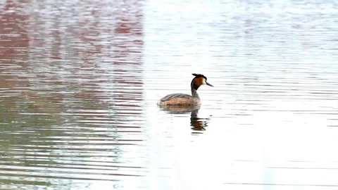 An pole whit grebe Stock Footage 88645365