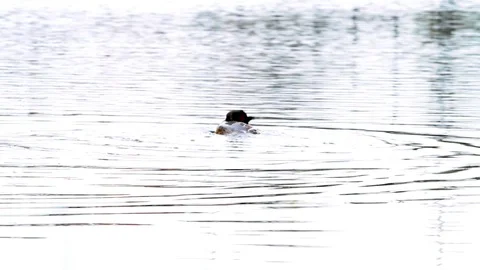 An pole whit grebe Stock Footage 88645366