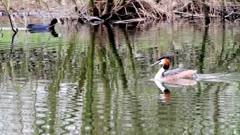 An pole whit grebe Stock Footage 88645370