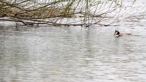 An pole whit grebe Stock Footage 88645377