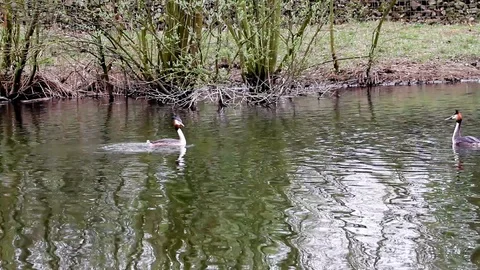 An pole whit grebe Stock Footage 88645378