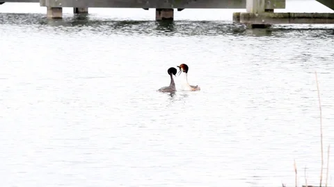 An pole whit grebe Stock Footage 88645383