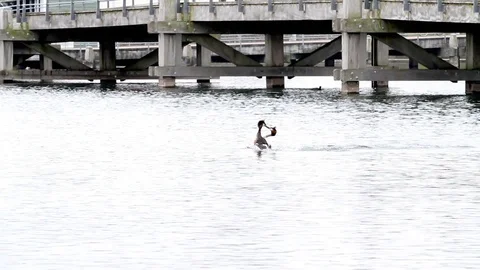 An pole whit grebe Stock Footage 88645388