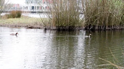 An pole whit grebe Stock Footage 88645395