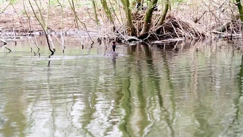 An pole whit grebe Stock Footage 88645405