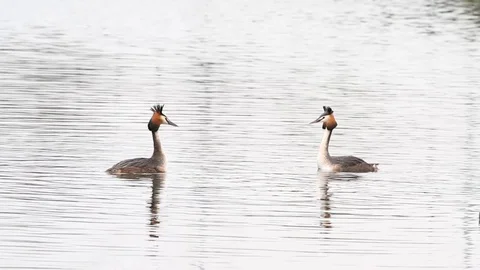 An pole whit grebe Stock Footage 88645407