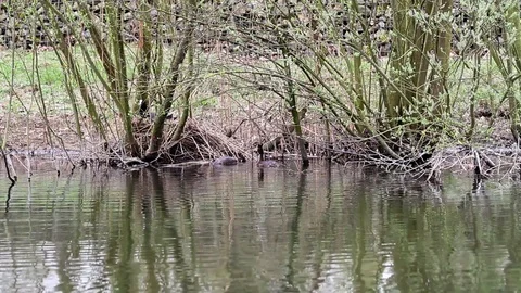 An pole whit grebe Stock Footage 88645428