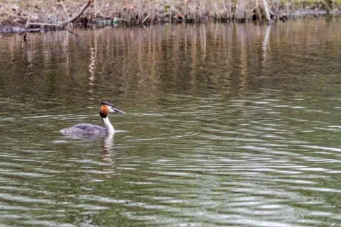 An pole whit grebe Stock Photos