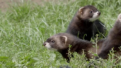 Polecat Family. Close up of Head. Stock Footage 138601028