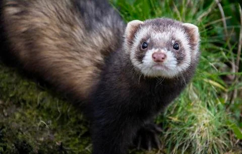 Polecat on the forest floor (captive) Devon, England Stock Photos
