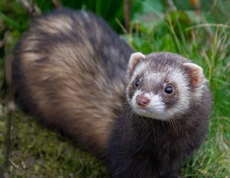 Polecat on the forest floor (captive) Devon, England Stock Photos