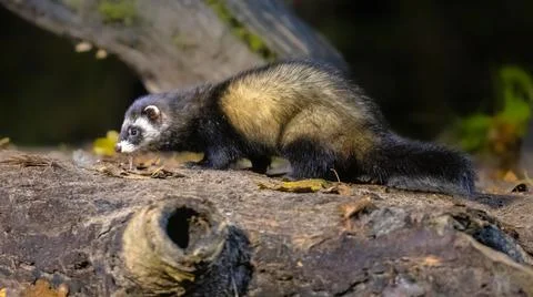 Polecat in forest at night Stock Photos