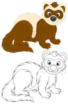 Polecat Stock Illustration