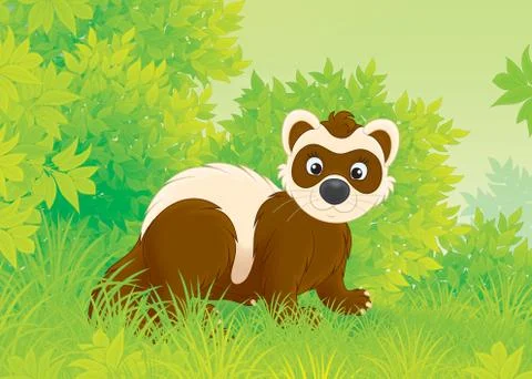 Polecat Stock Illustration