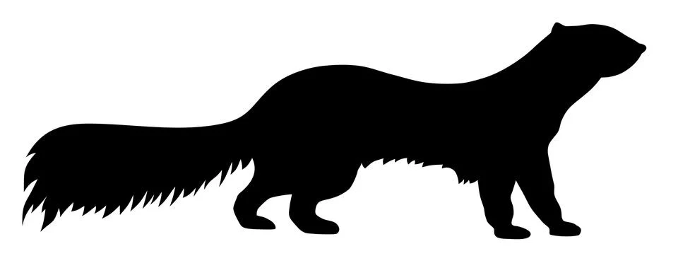 Polecat Stock Illustration