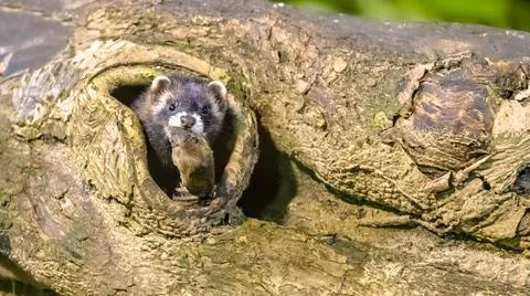 Polecat with mouse prey in burrow Foto stock
