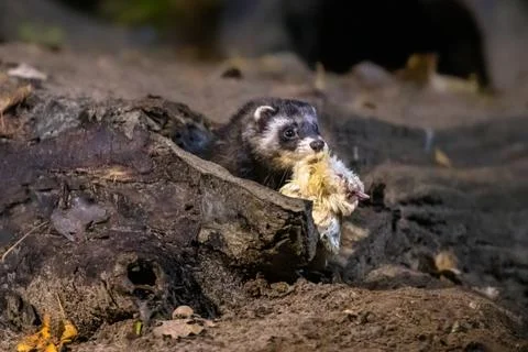 Polecat at night with prey Foto stock